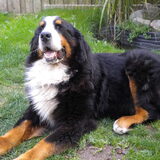 R.I.P. Indy ... Drie dagen voordat we definitief afscheid van hem…