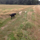 Los in het bos!