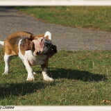 Foto van Arianne, Banjo en Binti  *Babbe en Bibi*