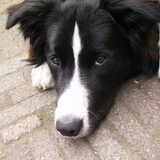 snuf onze eerste hond