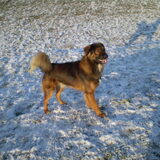 Rocky, een pup van Dobber (hier anderhalf jaar)