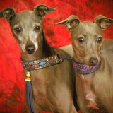 mijn italiaantjes faro en fayza kennel ganim's uit vlaardingen…