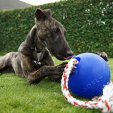 Foto van Tom -  (Speedy & Jacky†) - Milo & Ozzy.