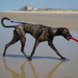 Foto van Tom -  (Speedy & Jacky†) - Milo & Ozzy.