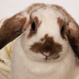 Foto van Angelique; Bruno, Charlie & Fenna