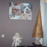 Foto van liesbeth,Turbo,Luna, Levi en Faith