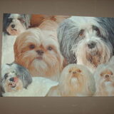 Foto van liesbeth,Turbo,Luna, Levi en Faith