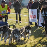 Foto van de sledehonden wedstrijd 12-12-2009 in het Kuinderbos