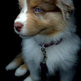 Foto van June de Aussie