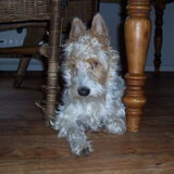 Kleine Remy werd doof en blind geboren. Ze is al weer 11 jaar bij ons