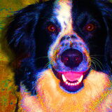 Bruno