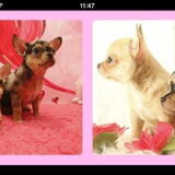 Pups van James
