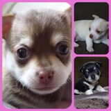 Pups van James.