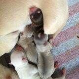Pups James.