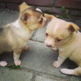 Pups van James.
