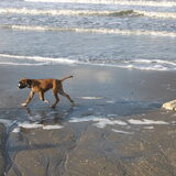 13 december 2009, Vandaag was Chaos voor het eerst op het strand. Hij…