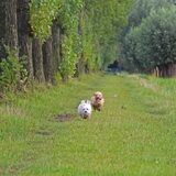 Foto van Inge, baasje van Gina, Flynn en Wobbe