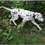 Dit is Patch. Op dit moment verblijft hij nog in het Rotterdamse asiel…
