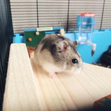 Peanut