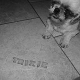 Mijn lieve shih tzu !