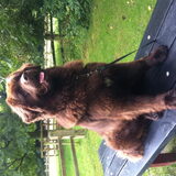 Foto van Max