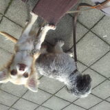 Lieve Foxy!