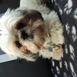 Trixie