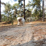 Trixie in de bossen