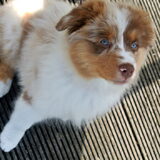 Foto van June de Aussie
