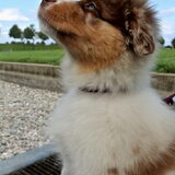 Foto van June de Aussie