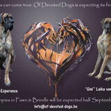 Foto van Of Devoted Dogs