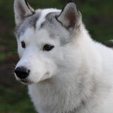 Husky portret