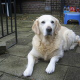 Foto van Lisa & doggs