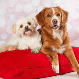 Foto van Sigrid, Sandy, Diva & Nala