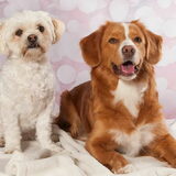 Foto van Sigrid, Sandy, Diva & Nala