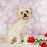 Foto van Sigrid, Sandy, Diva & Nala