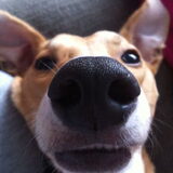 i luf doggienoses
