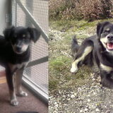 Lizzy als pup en 1 jaar