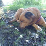 Foto van Hondenhumor Sasja de Eerste ITC-Hond die nu met pensioen is.