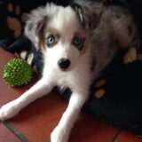 een nieuw vriendje voor de roedel een toy aussie genaamd Khedi