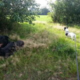 Foto van Liesbeth... Jack - Max † - Blixem