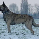 Foto van Dutchshepherdteam