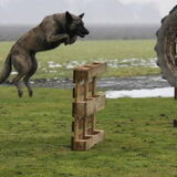 Foto van Dutchshepherdteam