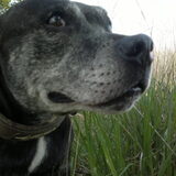 Djaco