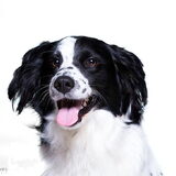 Foto van Angelique; Bruno, Charlie & Fenna