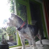 Dit is mijn lieve hond dribbel hij let altijd op wat er buiten gebeurt…