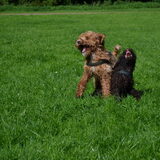 Senna en Marley Doodlepuppy speeluurtje