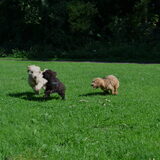 Doodlepuppy speeluurtje