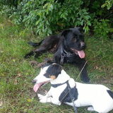 Foto van Liesbeth... Jack - Max † - Blixem