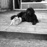 Foto van Anouk & Balou<3